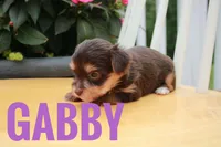 Gabby, a female Yorkshire Terrier for sale in Catlett, VA – 2 of 2