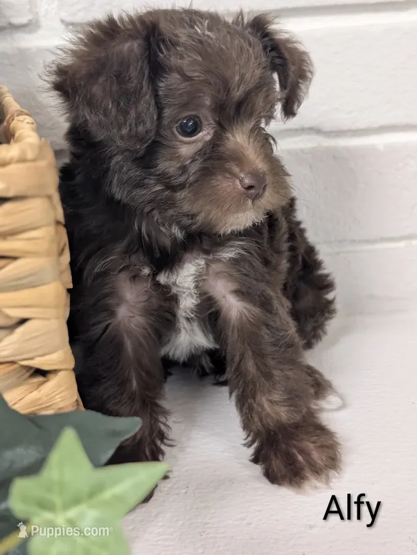 Alfy – Yorkipoo puppy for sale in Catlett, VA