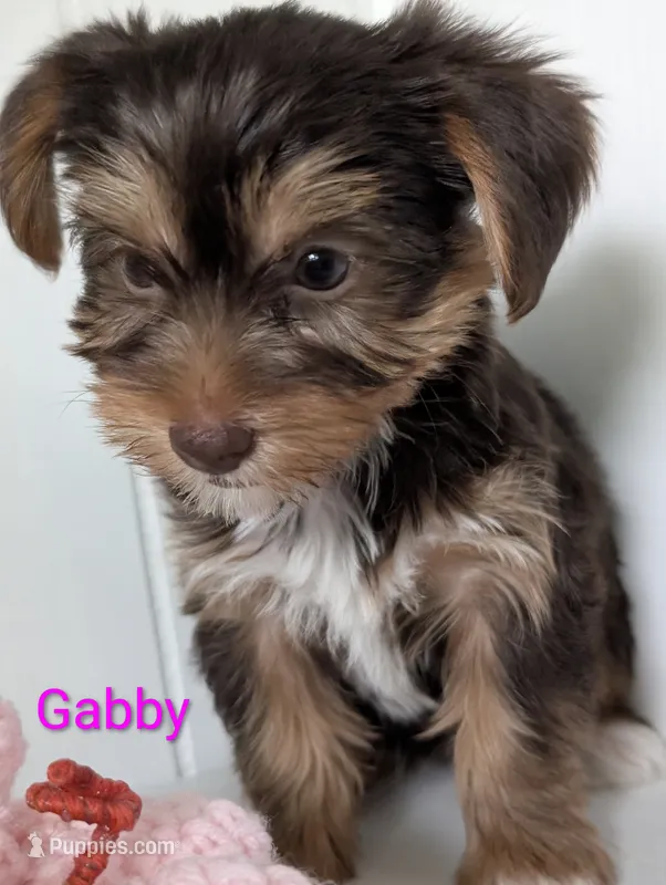 Gabby – Yorkshire Terrier puppy for sale in Catlett, VA