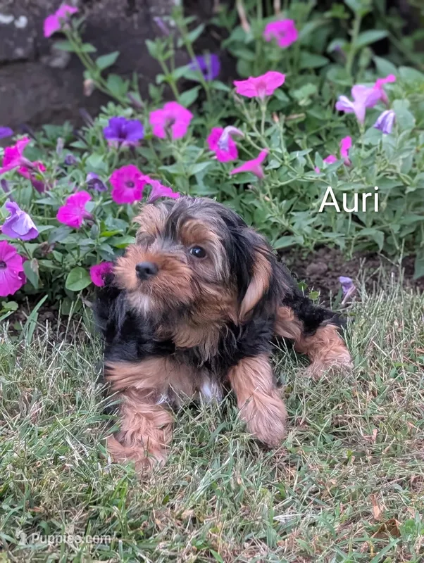 Auri – Yorkshire Terrier puppy for sale in Catlett, VA