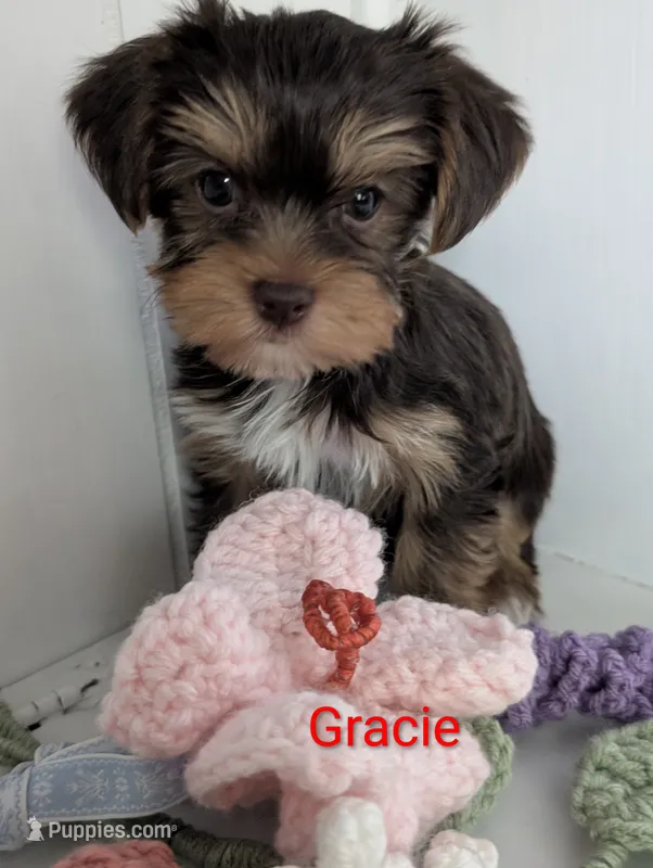 Gracie – Yorkshire Terrier puppy for sale in Catlett, VA