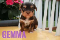 Gemma, a female Yorkshire Terrier for sale in Catlett, VA – 2 of 2