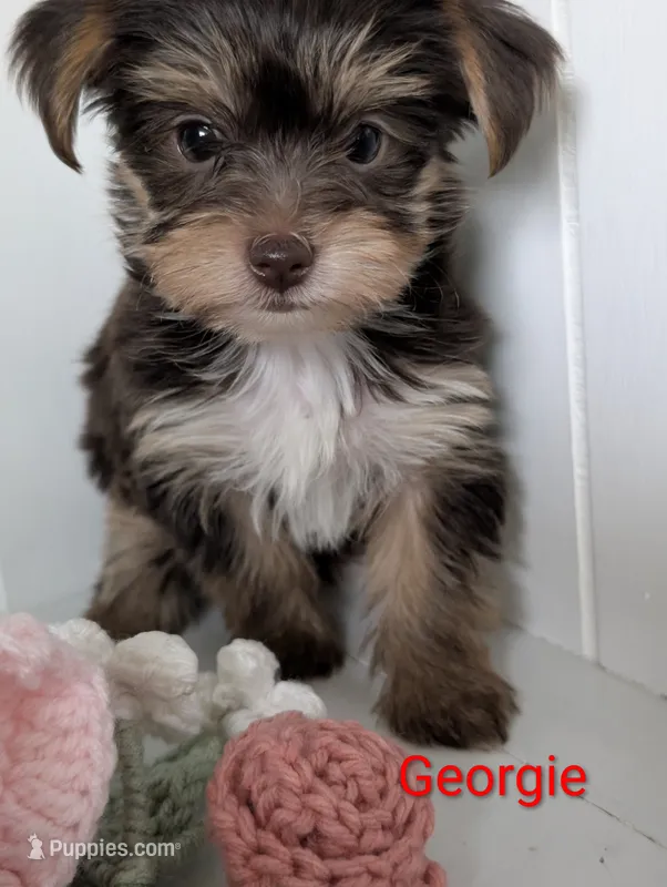 Georgie – Yorkshire Terrier puppy for sale in Catlett, VA