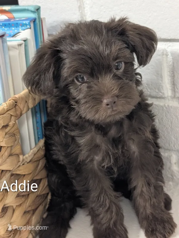 Addie – Yorkipoo puppy for sale in Catlett, VA