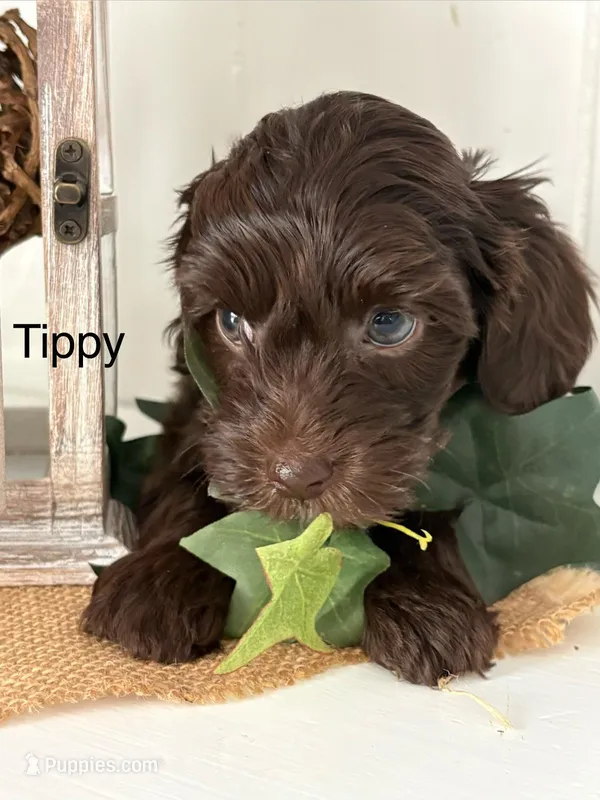 Tippy – Yorkshire Terrier, Poodle - Miniature  puppy for sale in Catlett, VA