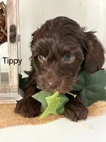 Tippy, a female Yorkshire Terrier and Poodle - Miniature  for sale in Catlett, VA – Photo 1 of 2