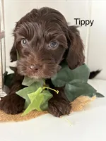 Tippy, a female Yorkshire Terrier and Poodle - Miniature  for sale in Catlett, VA – Photo 2 of 2