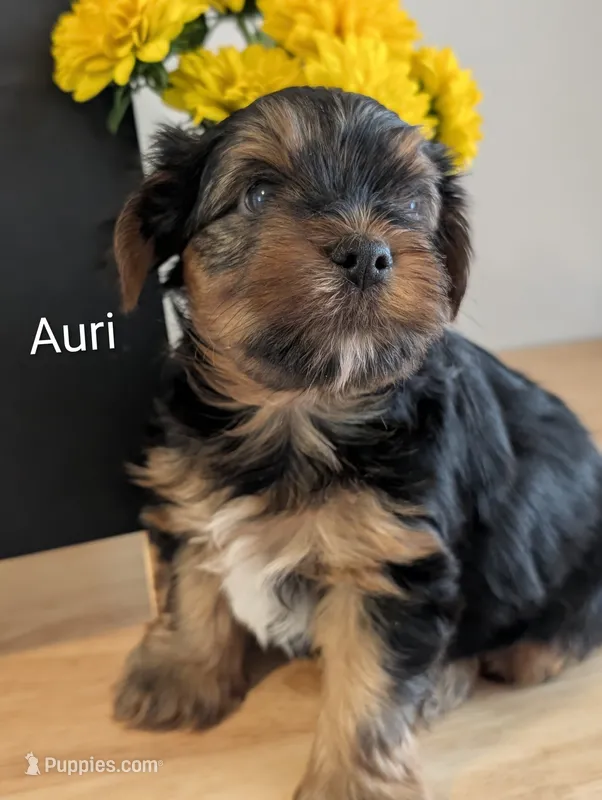 Auri – Yorkshire Terrier puppy for sale in Catlett, VA