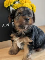 Auri, a male Yorkshire Terrier for sale in Catlett, VA – 1 of 2