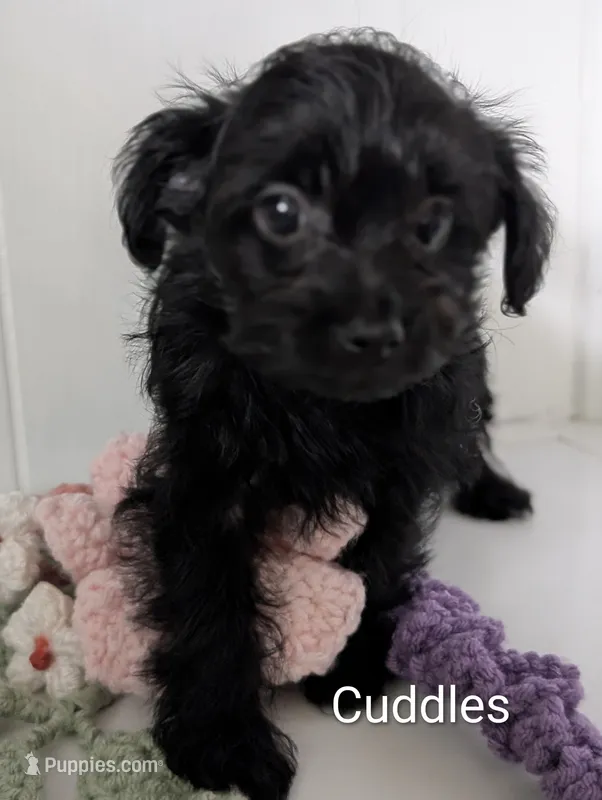 Cuddles – Yorkshire Terrier, Poodle - Miniature  puppy for sale in Catlett, VA