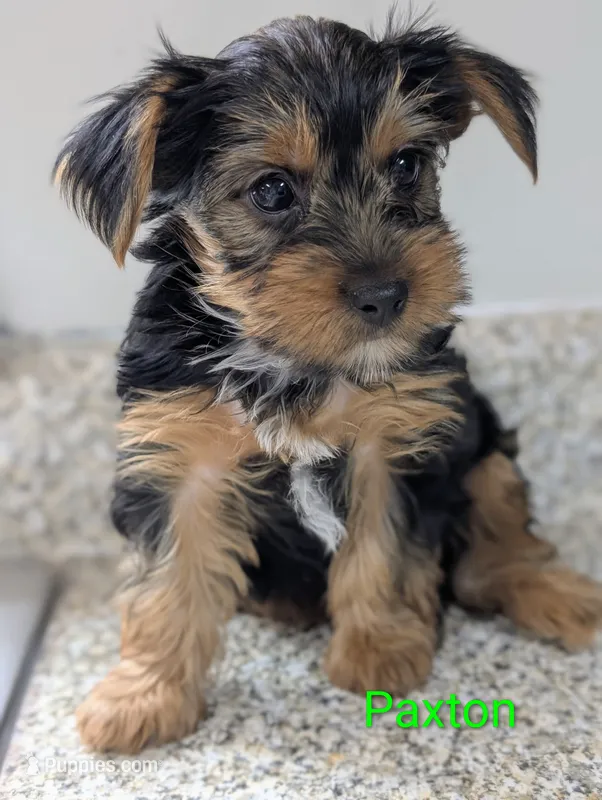 Paxton – Yorkshire Terrier puppy for sale in Catlett, VA