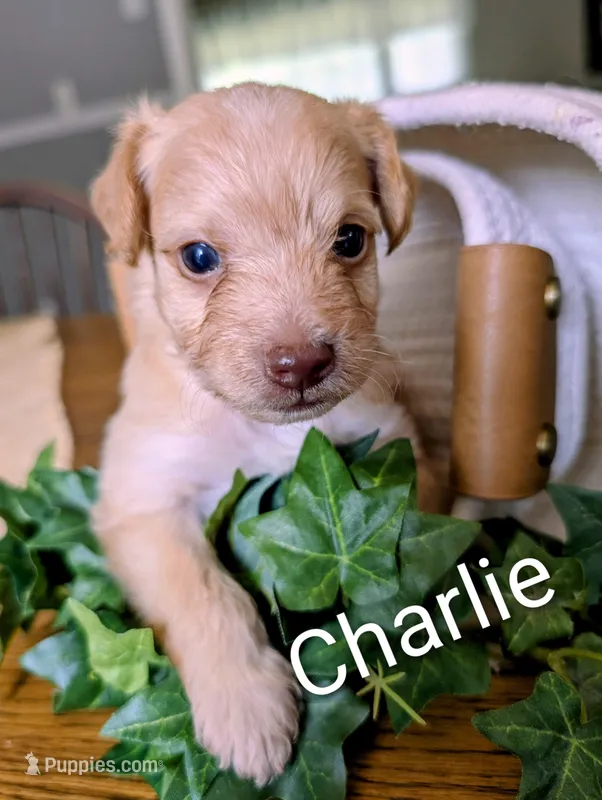 Charlie – Yorkipoo puppy for sale in Catlett, VA
