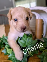 Charlie, a male Yorkipoo for sale in Catlett, VA – 1 of 2