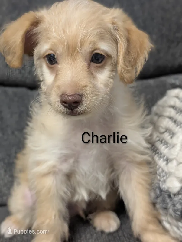 Charlie – Yorkipoo puppy for sale in Catlett, VA