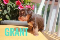 Grant, a male Yorkshire Terrier for sale in Catlett, VA – 2 of 2