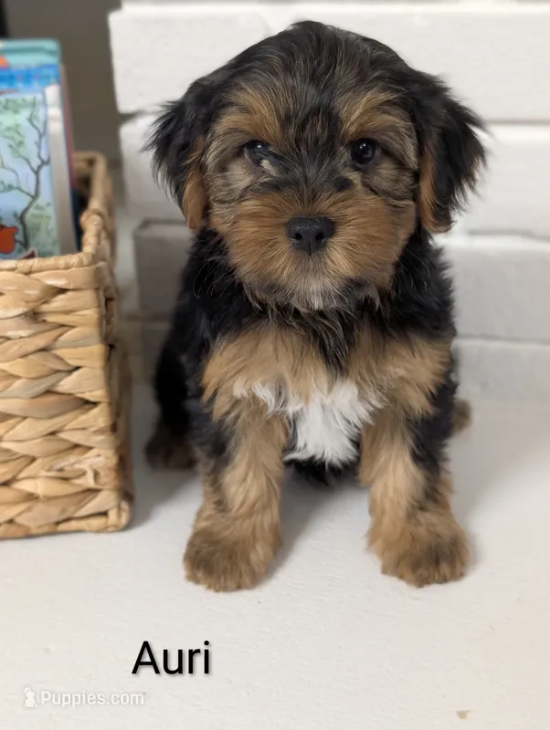 Auri – Yorkshire Terrier puppy for sale in Catlett, VA