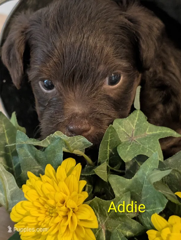 Addie – Yorkipoo puppy for sale in Catlett, VA