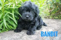 Bandit, a male Yorkshire Terrier and Poodle - Miniature  for sale in Catlett, VA – 2 of 2