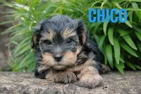 Chico, a male Yorkshire Terrier and Poodle - Miniature  for sale in Catlett, VA – 2 of 2