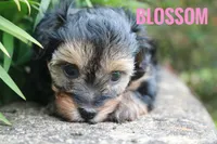 Blossom, a male Yorkshire Terrier and Poodle - Miniature  for sale in Catlett, VA – 2 of 2