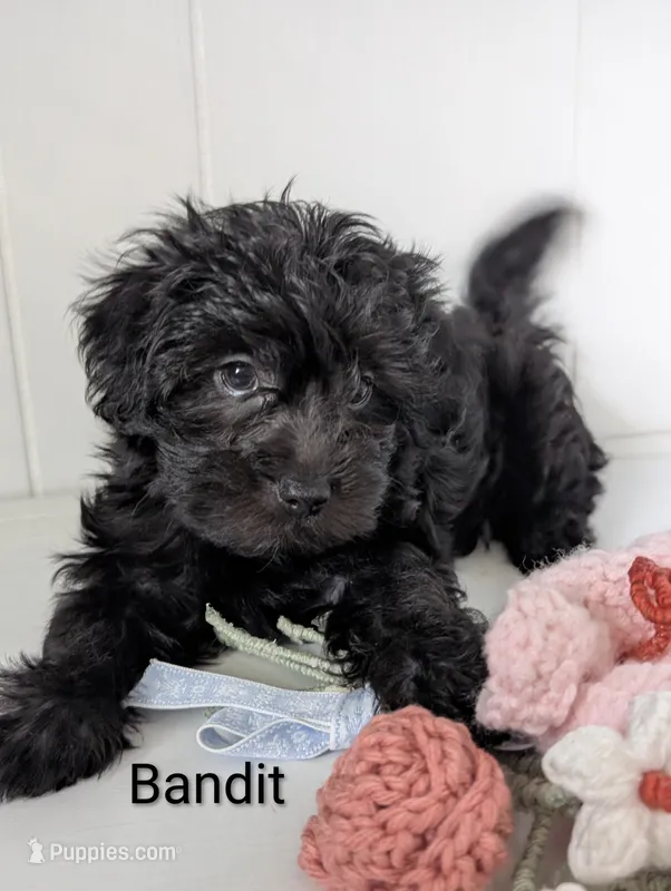 Bandit – Yorkshire Terrier, Poodle - Miniature  puppy for sale in Catlett, VA