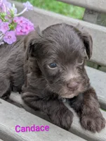 Candace, a female Yorkipoo for sale in Catlett, VA – 2 of 2