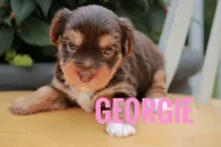 Georgie, a female Yorkshire Terrier for sale in Catlett, VA – 1 of 2