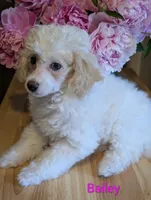 Bailey, a female Poodle - Miniature  for sale in Catlett, VA – 2 of 2