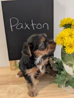 Paxton, a male Yorkshire Terrier for sale in Catlett, VA – 2 of 2