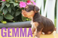 Gemma, a female Yorkshire Terrier for sale in Catlett, VA – 1 of 2