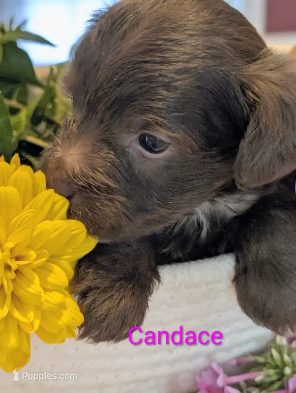 Candace – Yorkipoo puppy for sale in Catlett, VA