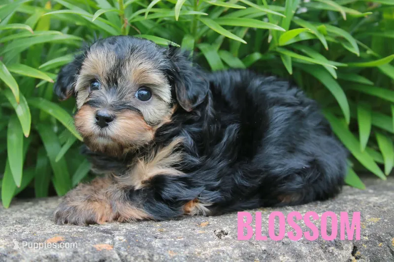 Blossom – Yorkshire Terrier, Poodle - Miniature  puppy for sale in Catlett, VA