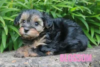 Blossom, a male Yorkshire Terrier and Poodle - Miniature  for sale in Catlett, VA – 1 of 2