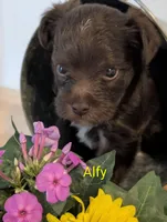 Alfy, a male Yorkipoo for sale in Catlett, VA – 2 of 2