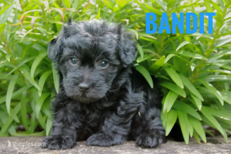 Bandit – Yorkshire Terrier, Poodle - Miniature  puppy for sale in Catlett, VA