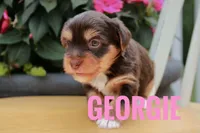 Georgie, a female Yorkshire Terrier for sale in Catlett, VA – 2 of 2