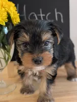 Hatch, a male Yorkshire Terrier for sale in Catlett, VA – 2 of 2