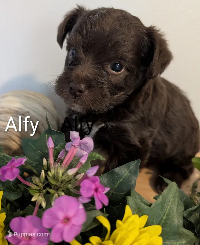 Alfy – Yorkipoo puppy for sale in Catlett, VA