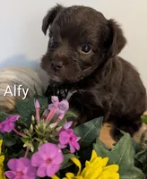 Alfy, a male Yorkipoo for sale in Catlett, VA – 1 of 2