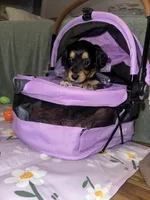 Americano, a female Dachshund for sale in Goodyear, AZ – Photo 4 of 6