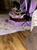 Americano, a female Dachshund for sale in Goodyear, AZ – Photo 5 of 6