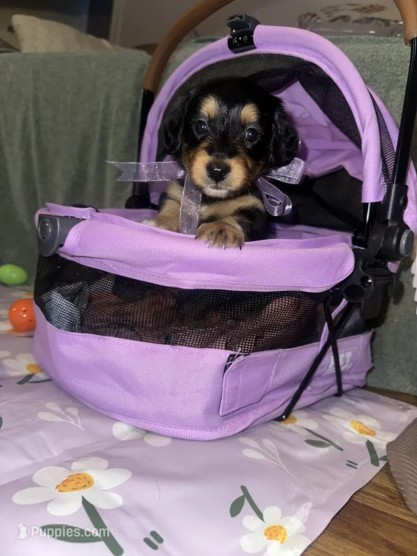 Americano – Dachshund puppy for sale in Goodyear, AZ