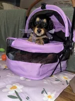 Americano, a female Dachshund for sale in Goodyear, AZ – Photo 1 of 6