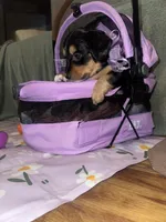 Americano, a female Dachshund for sale in Goodyear, AZ – Photo 2 of 6