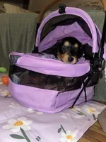 Americano, a female Dachshund for sale in Goodyear, AZ – Photo 6 of 6