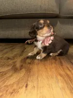 Mocha, a female Dachshund for sale in Goodyear, AZ – Photo 4 of 9