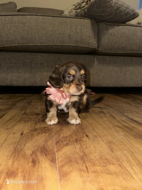 Mocha – Dachshund puppy for sale in Goodyear, AZ