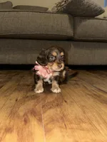 Mocha, a female Dachshund for sale in Goodyear, AZ – Photo 1 of 9