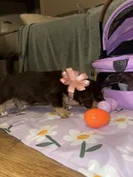 Mocha, a female Dachshund for sale in Goodyear, AZ – Photo 2 of 9