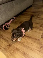 Mocha, a female Dachshund for sale in Goodyear, AZ – Photo 7 of 9